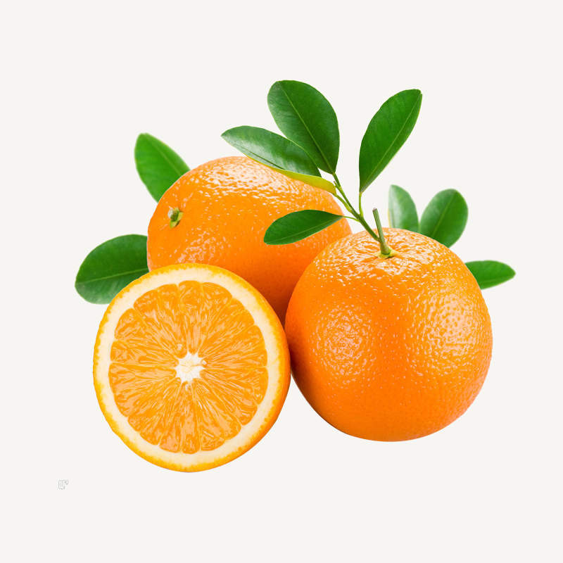 ipsum facilisis